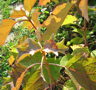 Дуболистная гортензия (H. guercifolia)
