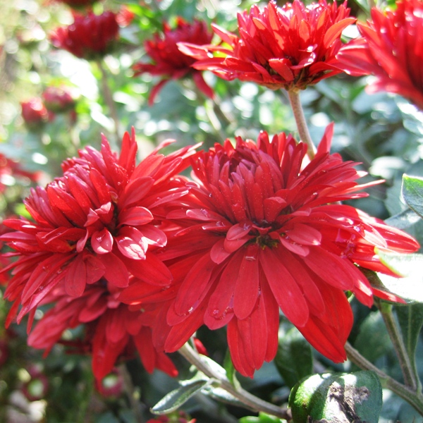 Хризантема (Chrysanthemum)