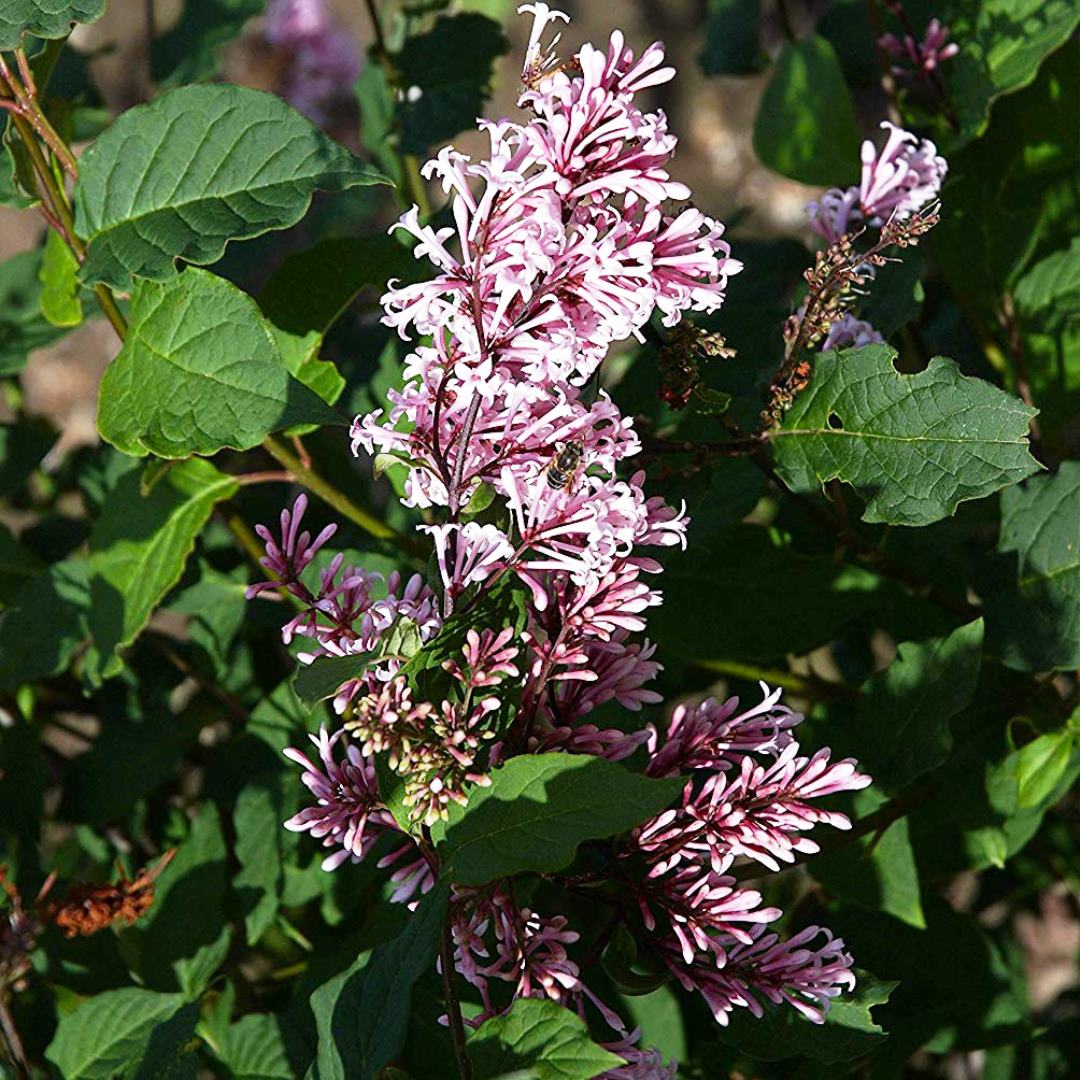 Груша августовская роса. Поздняя сирень венгерская. Яблоня кальвиль снежный. Груша поздний сорт золотоворотская. Как называется поздний.
