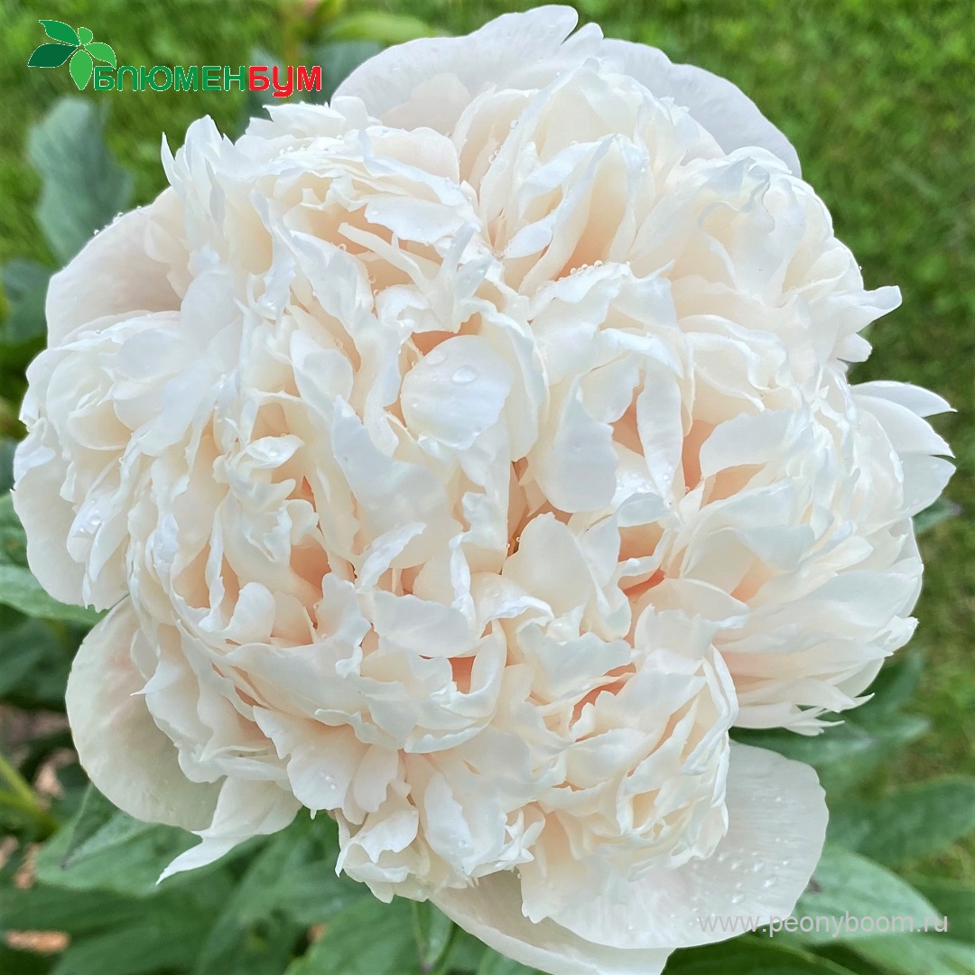 Пионы – Paeonia. Описание. Условия выращивания. Виды и сорта.