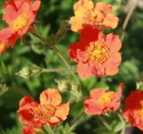 Гравилат (Geum) 