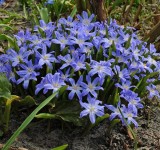 Хионодокса люцилии (Chionodoxa Luciliae)