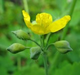 Чистотел большой (Сhelidonium majus)