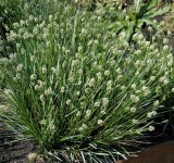 Сеслерия голубая (Sesleria caerulea)