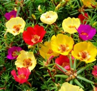 Портулак (Portulaca)