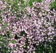 Гипсофила, или качим (Gypsophila)