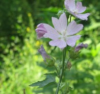 Алтей (Althaea officinalis)