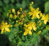 Зверобой продырявленный (Hypericum perforatum)