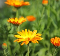 Календула (Calendula)