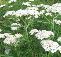 Тысячелистник обыкновенный (Achillea millefolium)