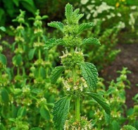 Шандра обыкновенная (Marrubium vulgare)