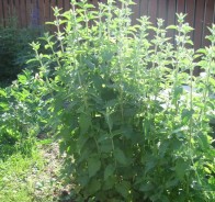 Котовник кошачий (Nepeta cataria)