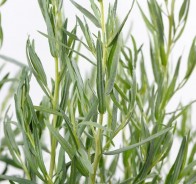 Эстрагон, тархун (Artemisia dracunculus)