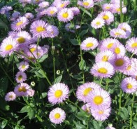 Мелколепестник, или эригерон (Erigeron)