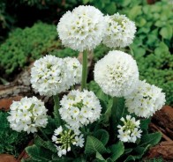 Примула (Primula)