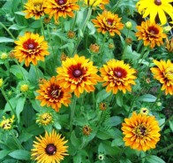 Рудбекия (Rudbeckia)