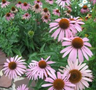 Эхинация пурпурная (Echinacea purpurea)