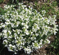 Арабис, или резуха (Arabis)