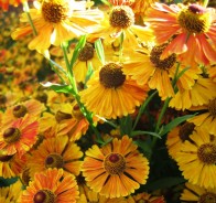 Гелениум (Helenium)