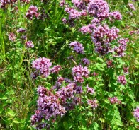 Душица обыкновенная (Origanum vulgare)