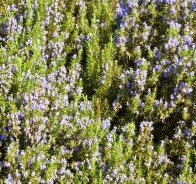 Розмарин аптечный (Rosmarinus officinalis)