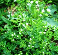 Майоран (Origanum Majorana)