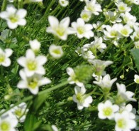 Камнеломка (Saxifraga)