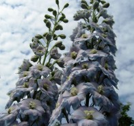 Дельфиниум, шпорник, или живокость (Delphinium)