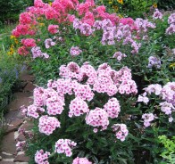 Флокс (Phlox)