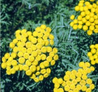 Пижма (Tanacetum)