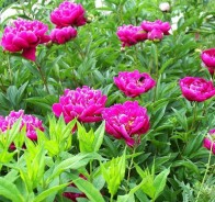 Пион (Paeonia)