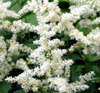 Астильба (Astilbe)