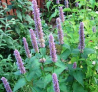 Лофант, или агастахе (Agastache)