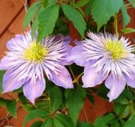 Клематис, или ломонос (Clematis)