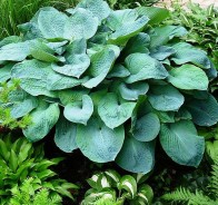 Хоста (Hosta)