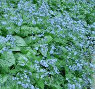 Бруннера (Brunnera) 