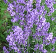 Лаванда узколистная (Lavandula officinalis)