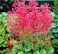 Гейхера (Heuchera)