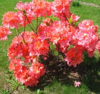 Рододендрон (Rhododendron), Азалия (Azalea)