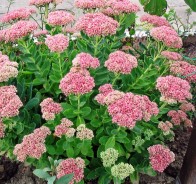 Седум, или очиток (Sedum) 