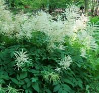 Волжанка, или арункус (Aruncus)