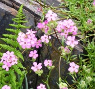 Мыльнянка (Saponaria) 