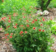 Лапчатка (Potentilla)