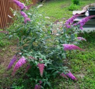 Будлея (Buddleia)