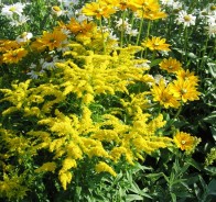 Золотарник (Solidago)