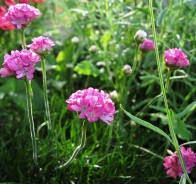 Армерия (Armeria)