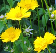 Кореопсис, ленок (Coreopsis)