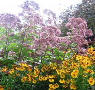 Посконник (Eupatorium)