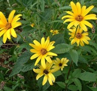 Гелиопсис, или солнечник (Heliopsis)