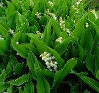 Ландыш (Convallaria)